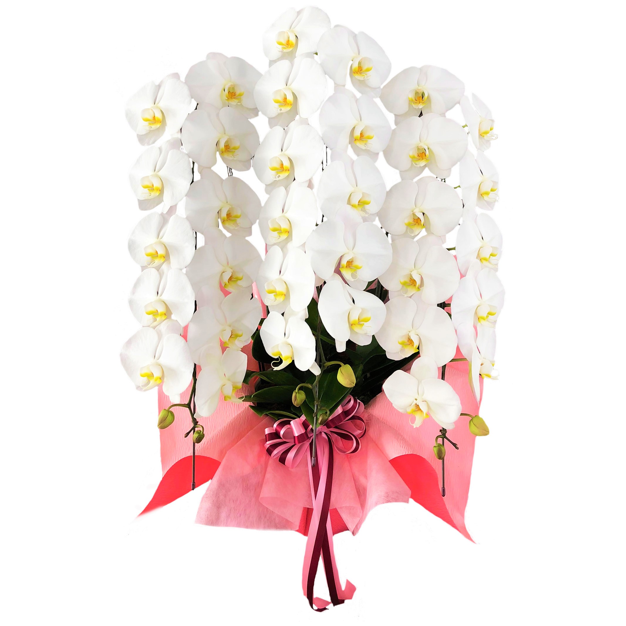 豪華な胡蝶蘭白大輪