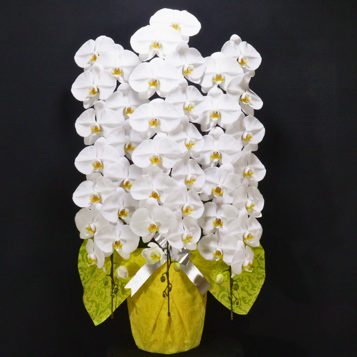 東京都 お祝い 胡蝶蘭お届け実例