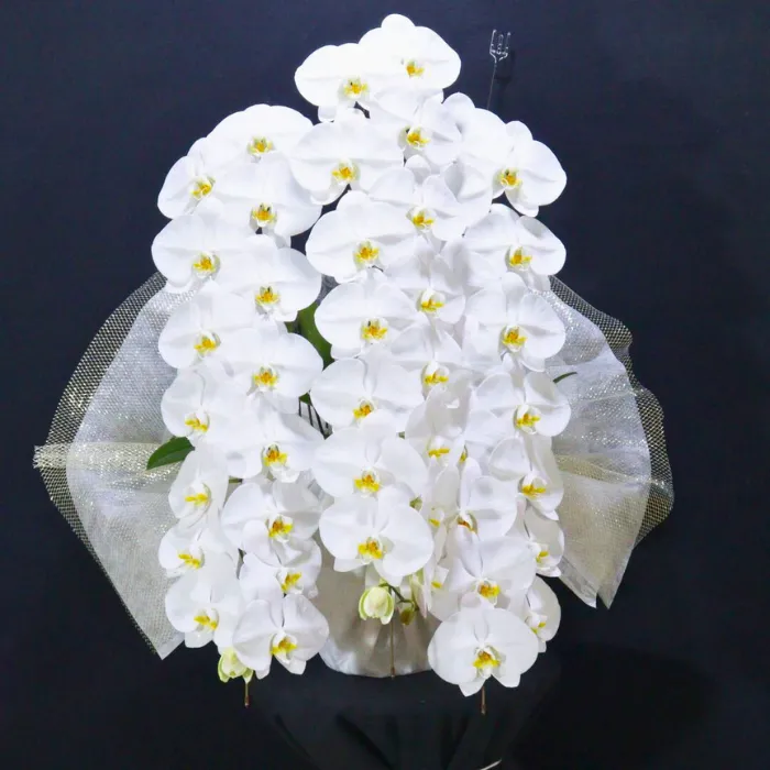 愛知県 開店祝い 胡蝶蘭3本立ち