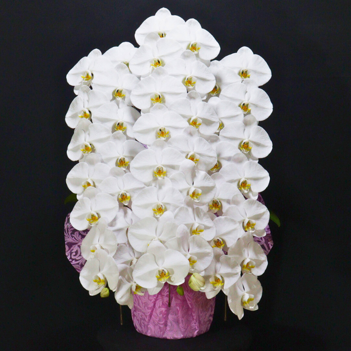 大阪府 お祝い胡蝶蘭