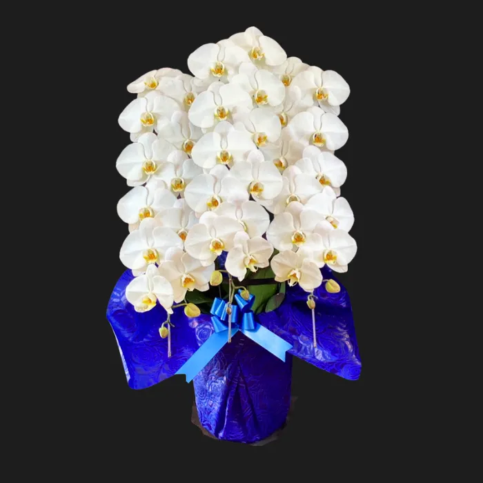 兵庫県 周年祝い