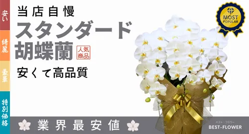 ベストフラワー一押しの安くて高品質の胡蝶蘭