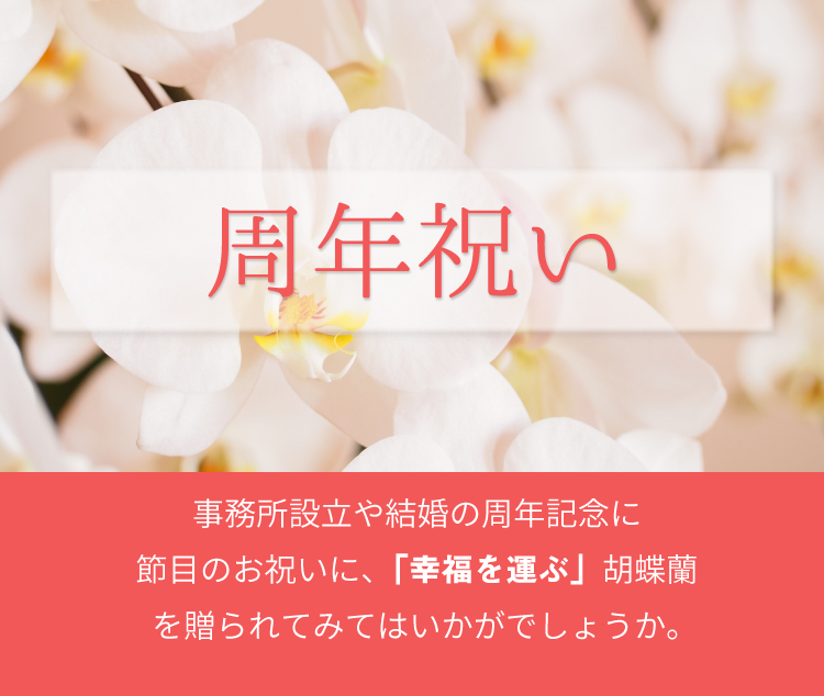 周年祝いの胡蝶蘭のトップバナー