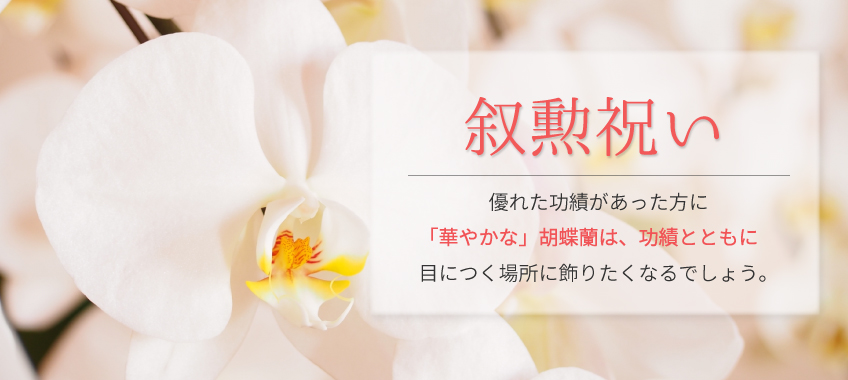 叙勲祝いの胡蝶蘭のトップバナー