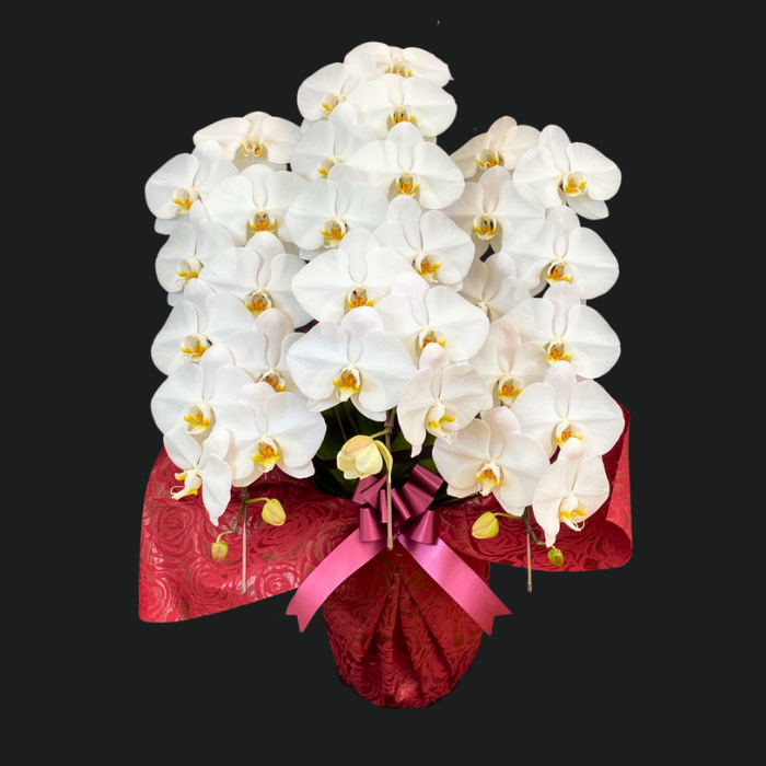 埼玉県 お祝い 誕生日