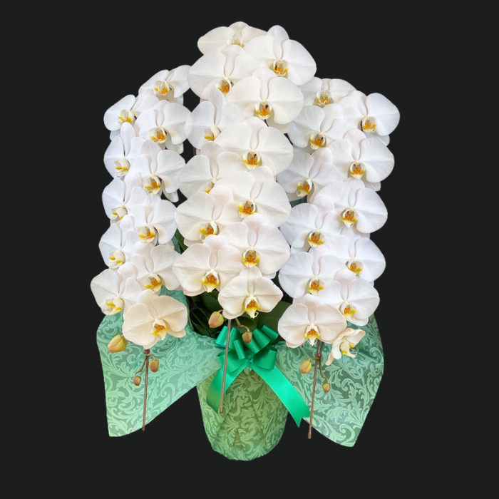 広島県 お祝い胡蝶蘭