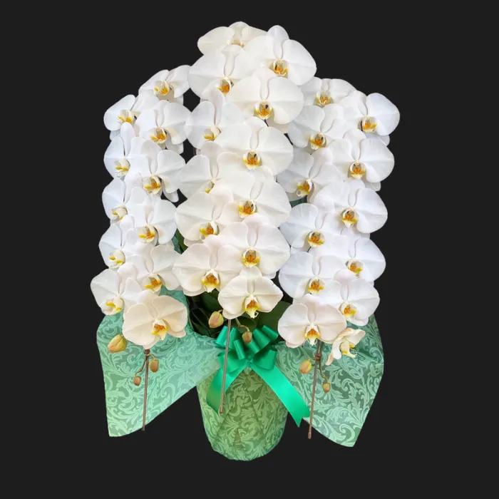 広島県 お祝い胡蝶蘭