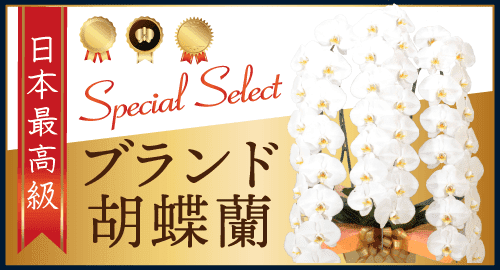 ブランド胡蝶蘭